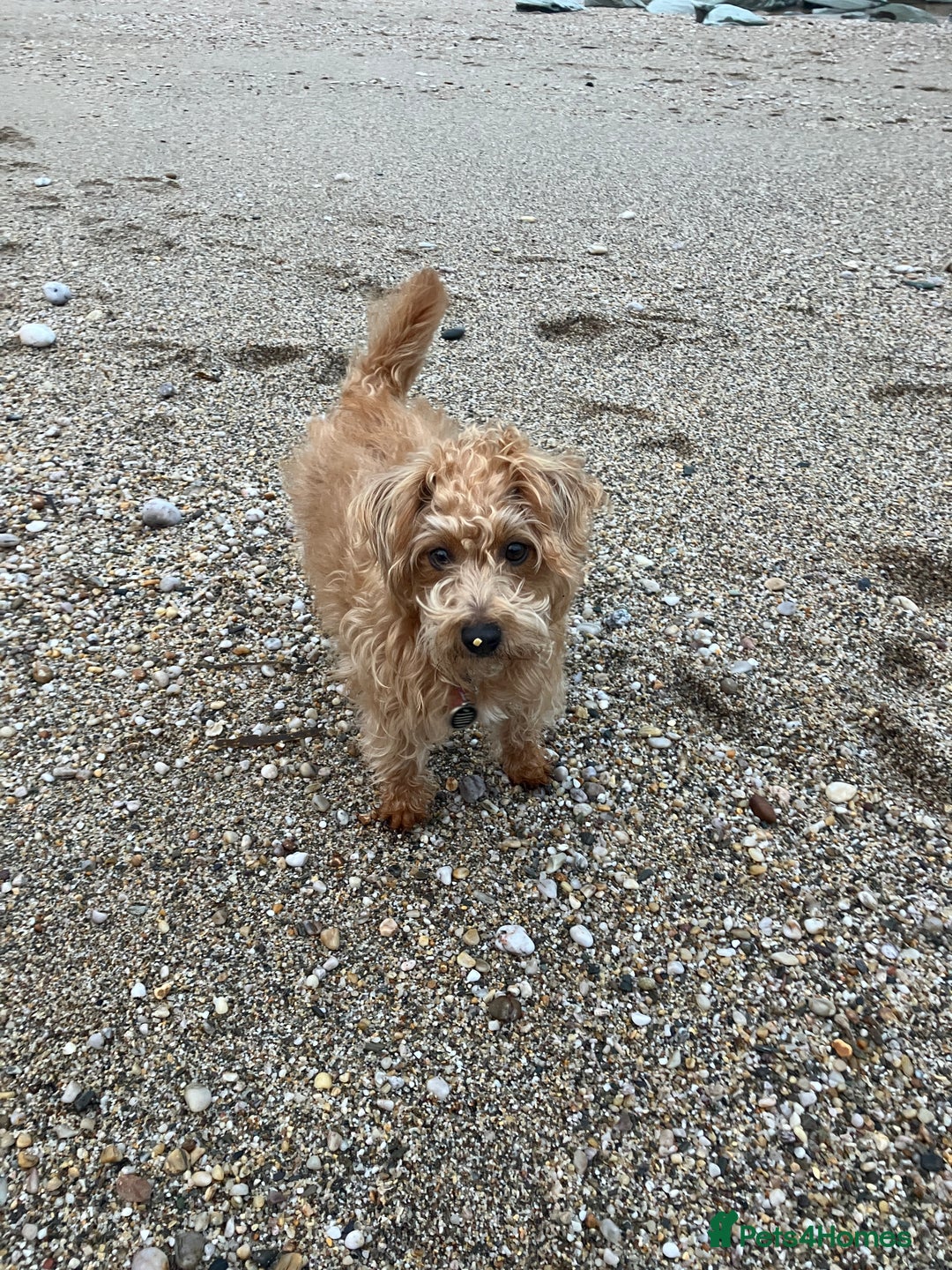 Mixed Breed dogs for sale: Jack Russel poodle cross - male pup - Advert 4