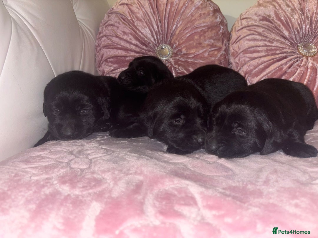 Goldador dogs for sale: Gorgeous Black Goldador Pups - Advert 9