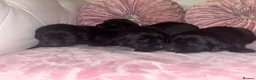 Goldador dogs for sale: Gorgeous Black Goldador Pups - Advert 9