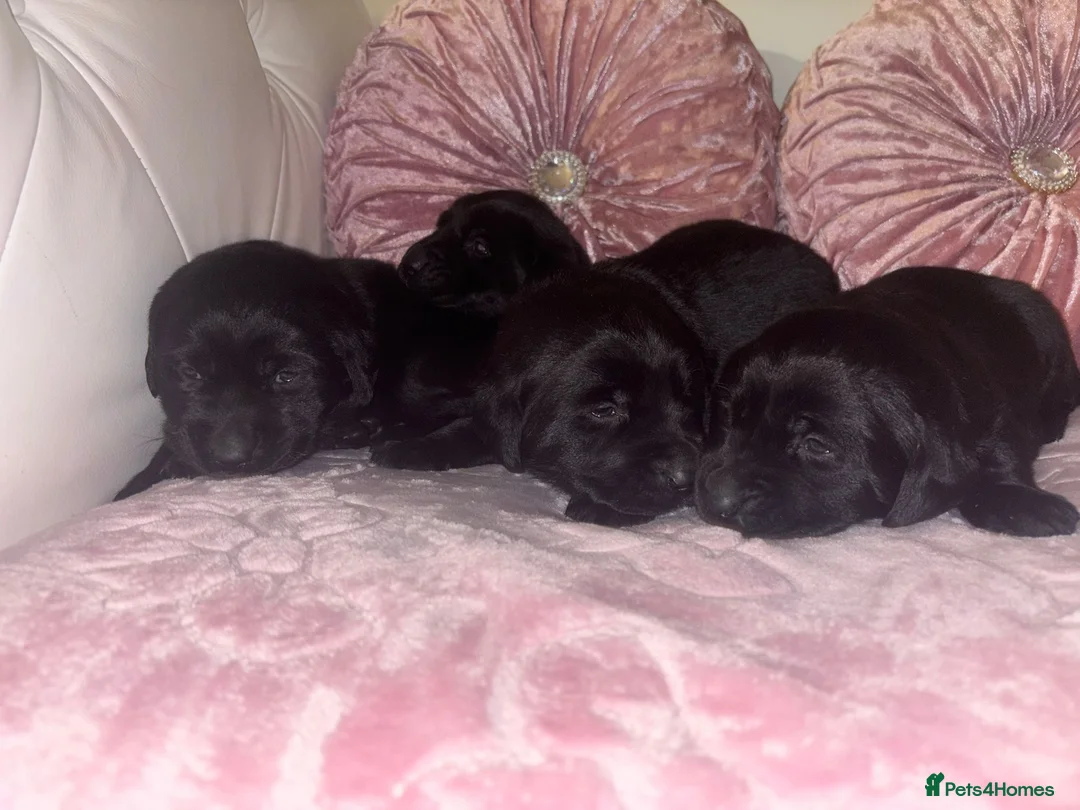 Goldador dogs for sale: Gorgeous Black Goldador Pups - Advert 9