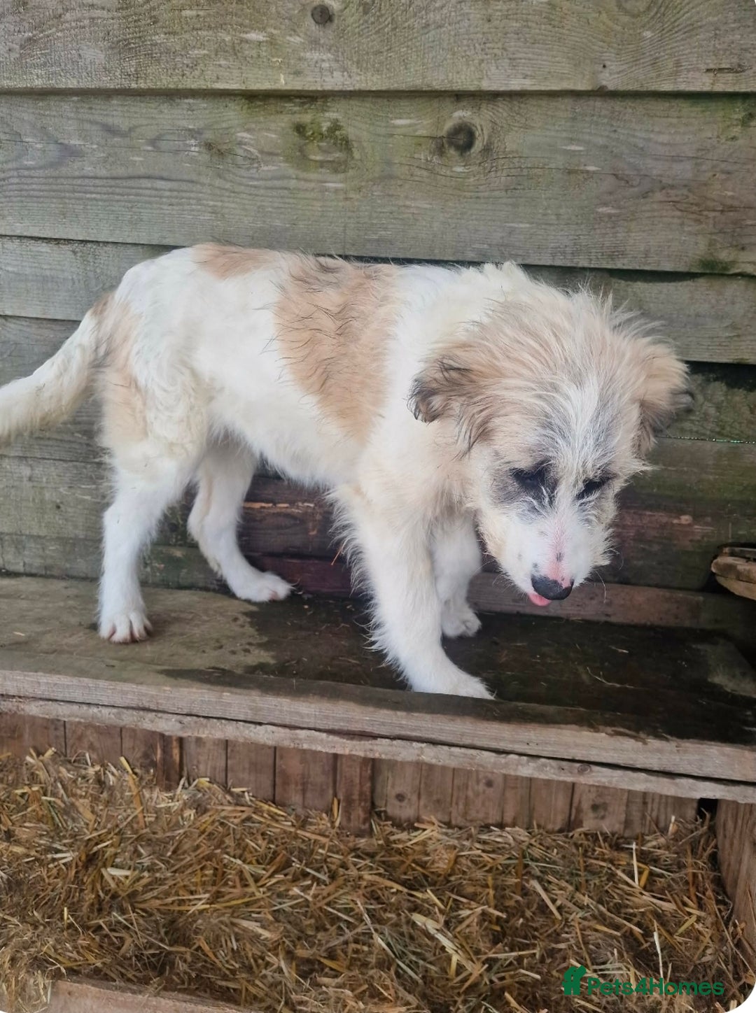 Mixed Breed dogs for adoption: MACARENA ( FOSTER TO ADOPT) - Advert 2