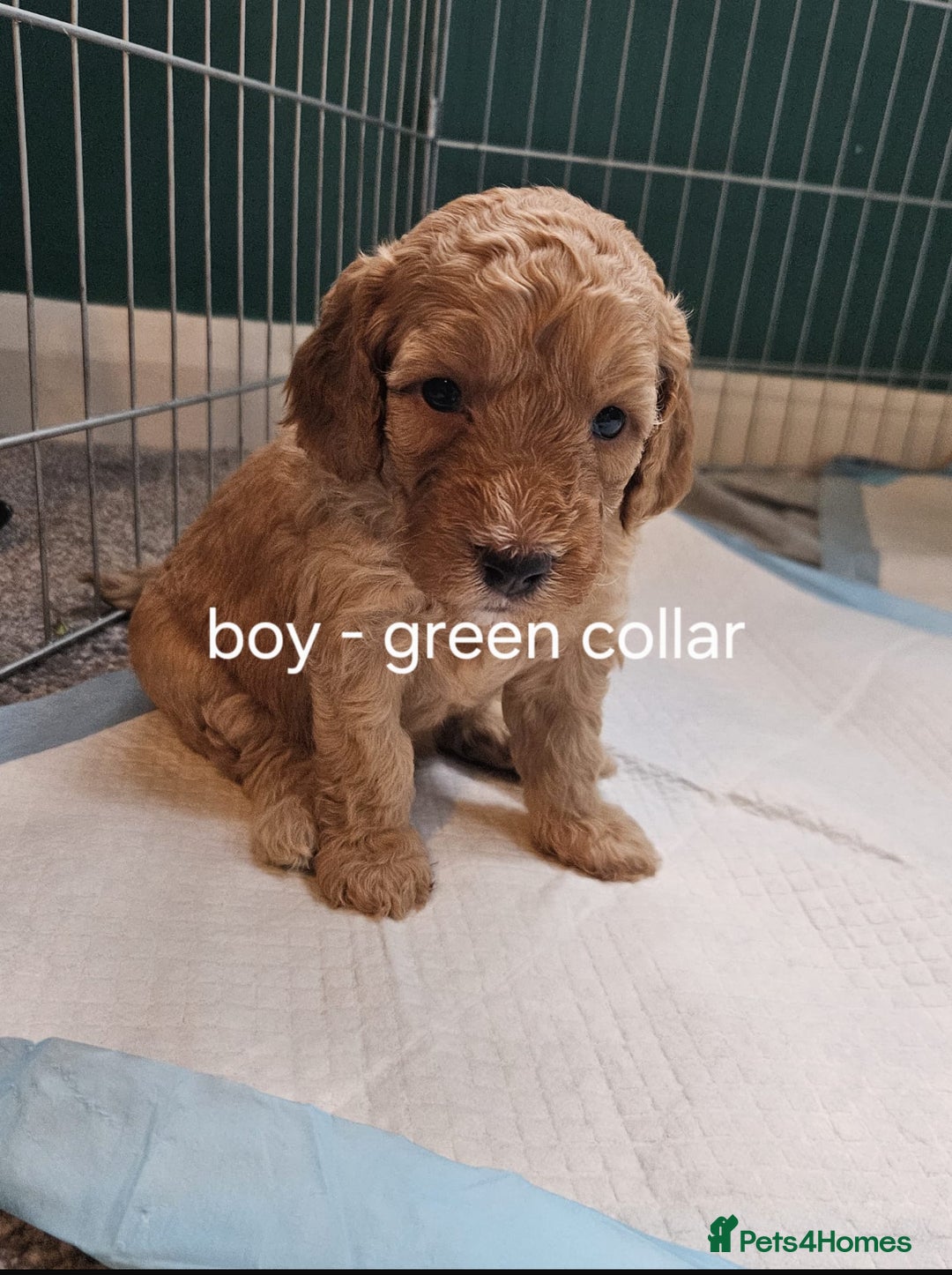 Cockapoo dogs for sale: Beautiful F2 Cockapoo’s for sale £900 - Image 3