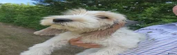 Basset Griffon Vendeen dogs for sale: Griffon grand bassets  - Advert 6