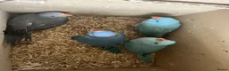 Ringnecks birds for sale:     Super Tame Hand Reared Babies £50 off today !  - Advert 39