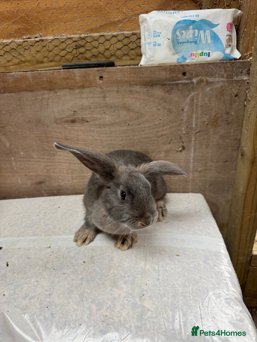 Mixed Breed rabbits for sale: 9 beautiful little Rabbit very friendly - Advert 7