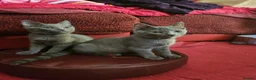 Chartreux cats for sale: French Chartreux - Passport, Affection and Health in Dundee - Advert 3