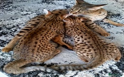 Savannah cats for sale: F3 savannah girls Tica reg + silver boy - Image 14