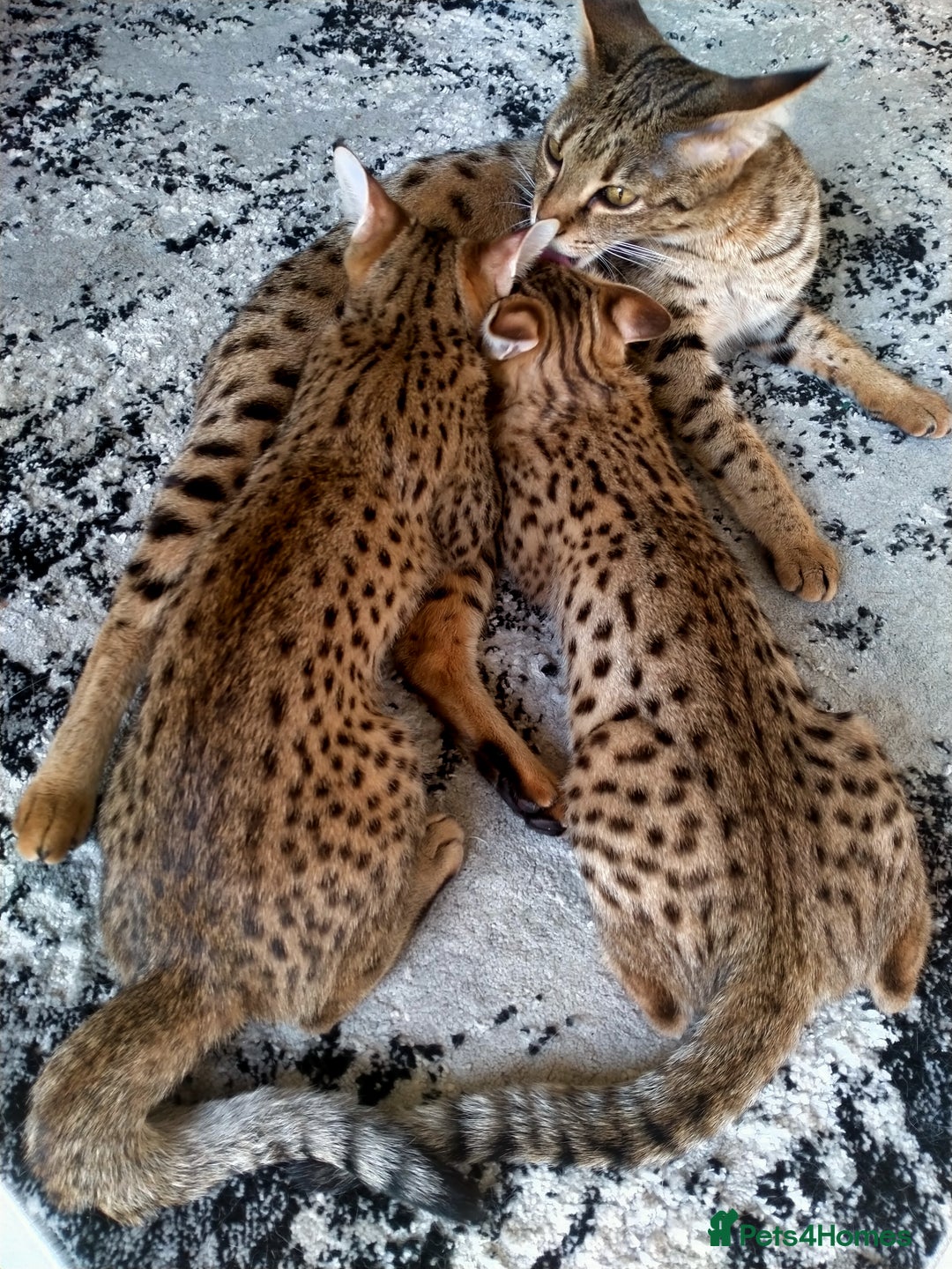 Savannah cats for sale: F3 savannah girls Tica reg + silver boy - Image 14