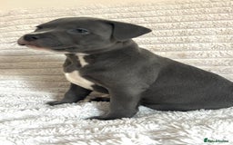 Staffordshire Bull Terrier dogs for sale: 🩵🌸Stunning Staffordshire Bull Terrier female🌸🩵 - Image 9