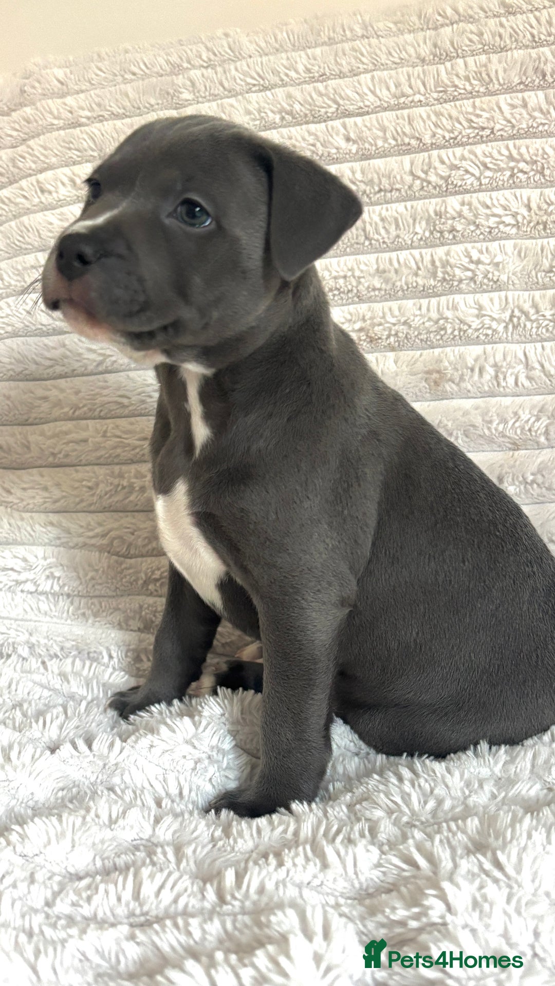 Staffordshire Bull Terrier dogs for sale: 🩵🌸Stunning Staffordshire Bull Terrier female🌸🩵 - Image 9