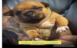 Staffordshire Bull Terrier dogs for sale: Outstanding Vangerbull Red SBT litter!  - Image 7