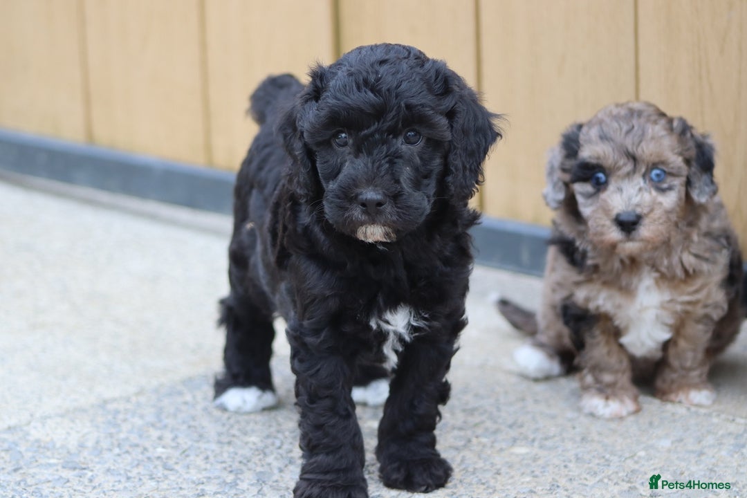 Cavapoochon dogs for sale: Beautiful Cavapoochon puppies for sale - Image 35
