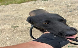 Mixed Breed dogs for adoption: Bethany -Norwich Norfolk  - Image 9