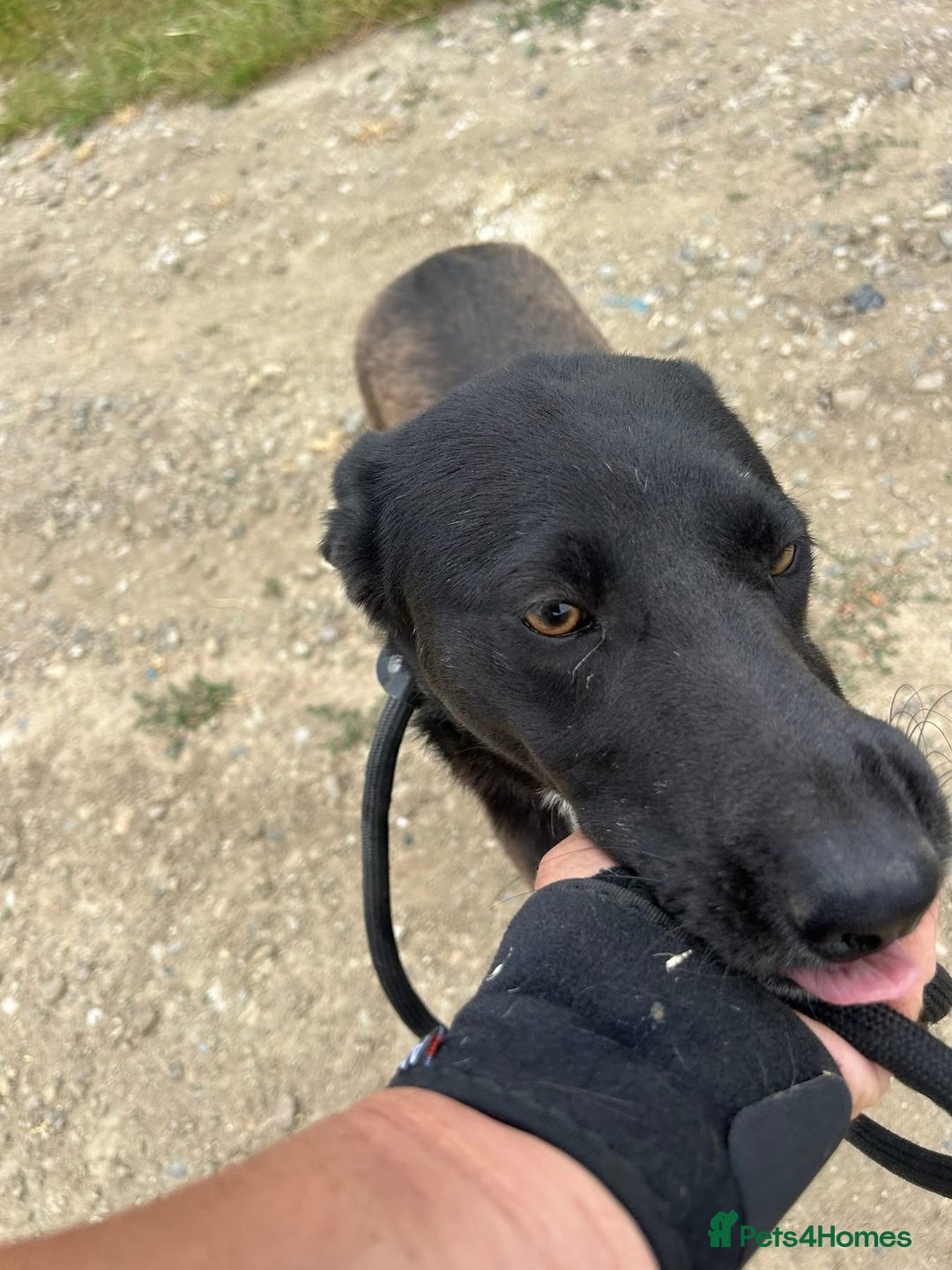 Mixed Breed dogs for adoption: Bethany -Norwich Norfolk  - Image 9