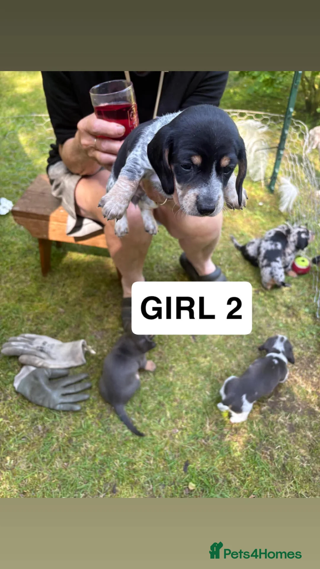 Dachshund dogs for sale: Minature dachshund pups  in Glenrothes - Advert 12