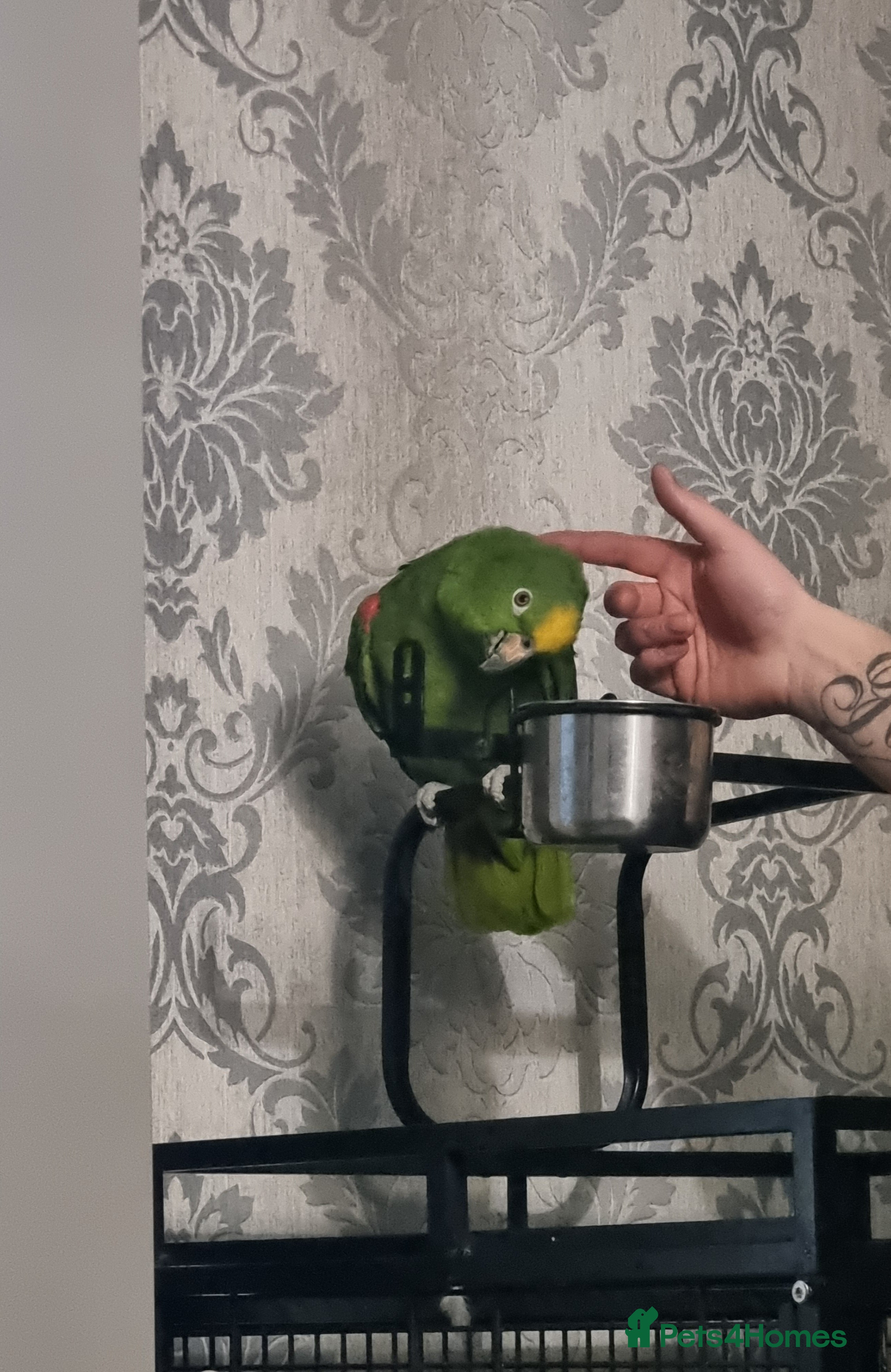 Parrots birds Amazon  - Advert 3