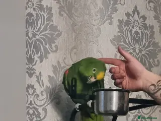 Parrots birds Amazon - Advert 3