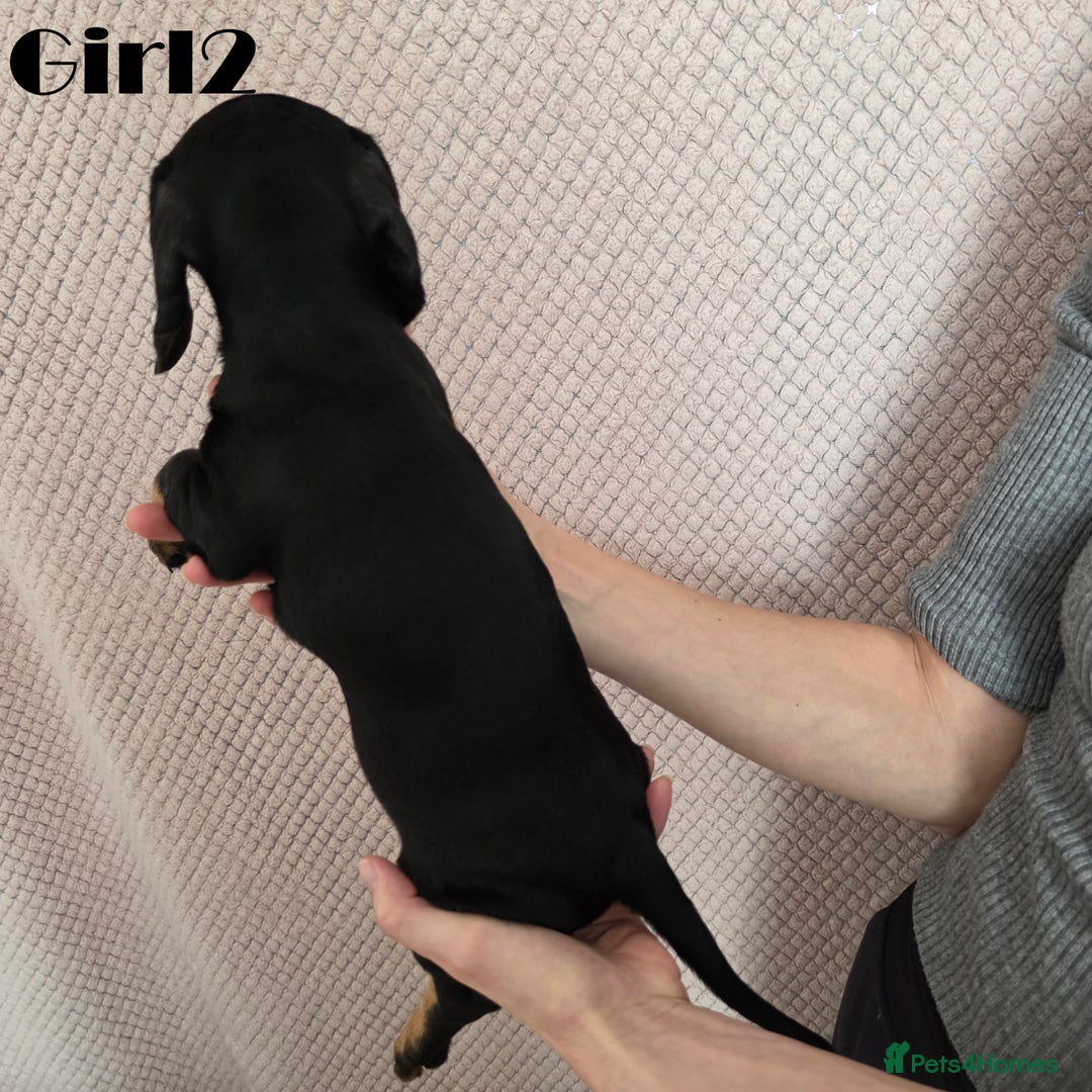 Miniature Dachshund dogs for sale: Dachshund pups - Advert 12
