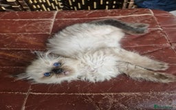 Ragdoll cats for sale: 1 sweet Ragdoll boy looks for a loving family  - Image 24