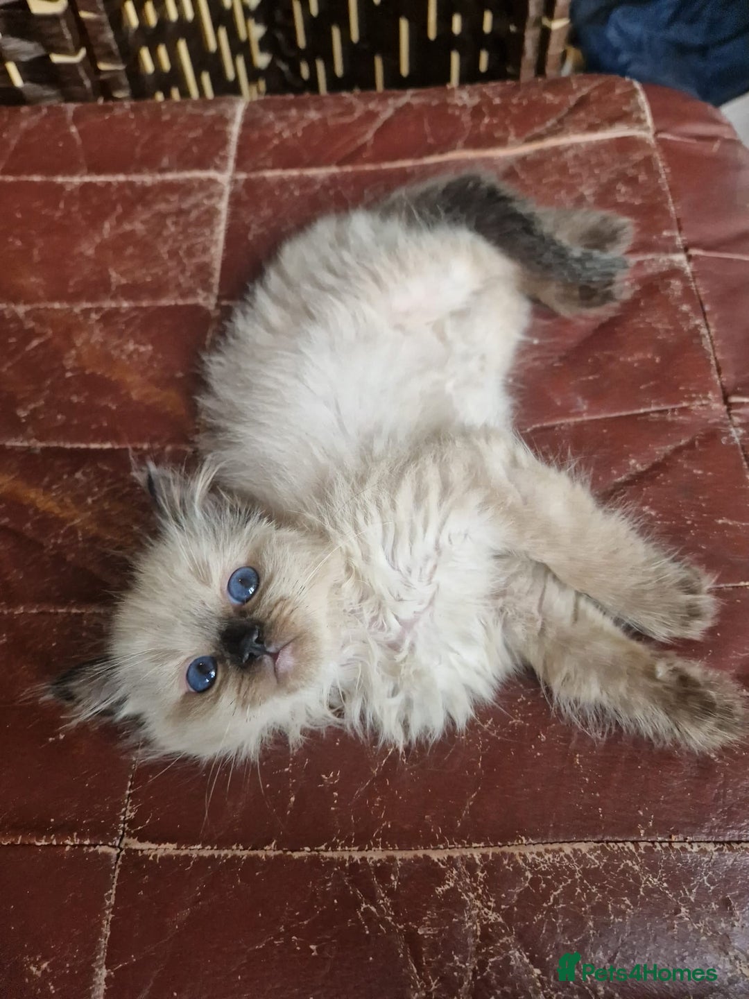 Ragdoll cats for sale: 1 sweet Ragdoll boy looks for a loving family  - Image 24