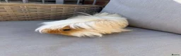 Guinea Pig rodents for sale: Very handsome male guinea pig.  - Advert 5