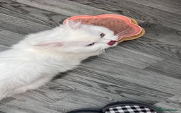 Persian cats for sale: Gorgeous one year old baby girl😍 - Image 4