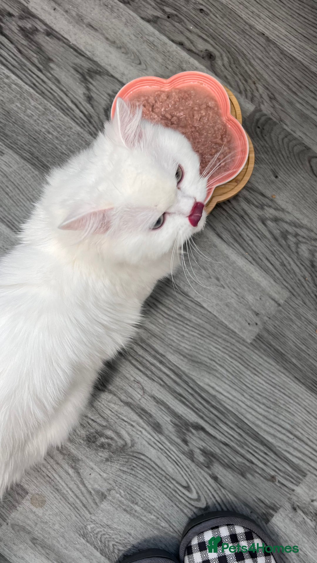 Persian cats for sale: Gorgeous one year old baby girl😍 - Image 4