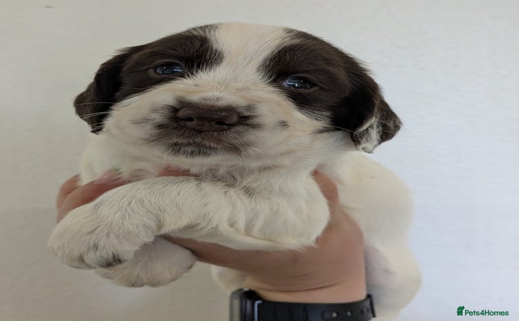 English Springer Spaniel dogs - Advert 3