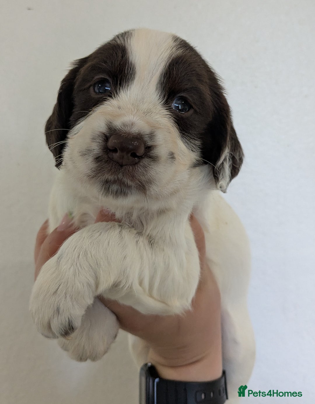 English Springer Spaniel dogs for sale: Speckled mixed colour ESS pups,TESTED PARENTS - Image 7