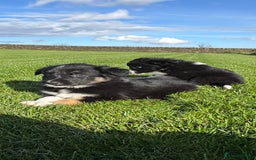 Border Collie dogs for sale: Superb litter of purebred Border Collie puppies  - Image 30