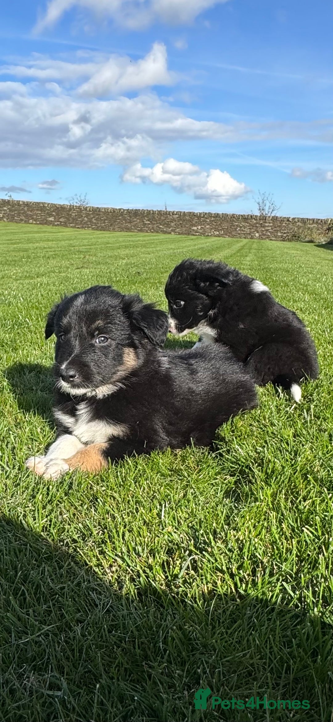 Border Collie dogs for sale: Superb litter of purebred Border Collie puppies  - Image 30