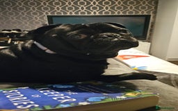 Pug dogs for sale: Loving, Cuddly Pug  - Image 12
