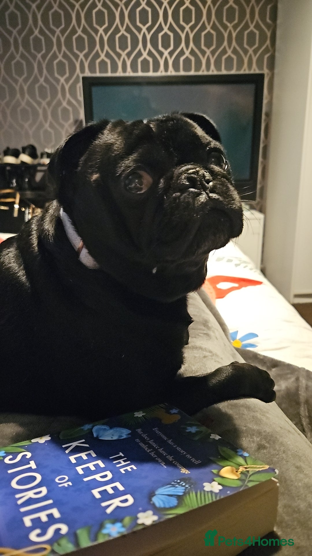 Pug dogs for sale: Loving, Cuddly Pug  - Image 12