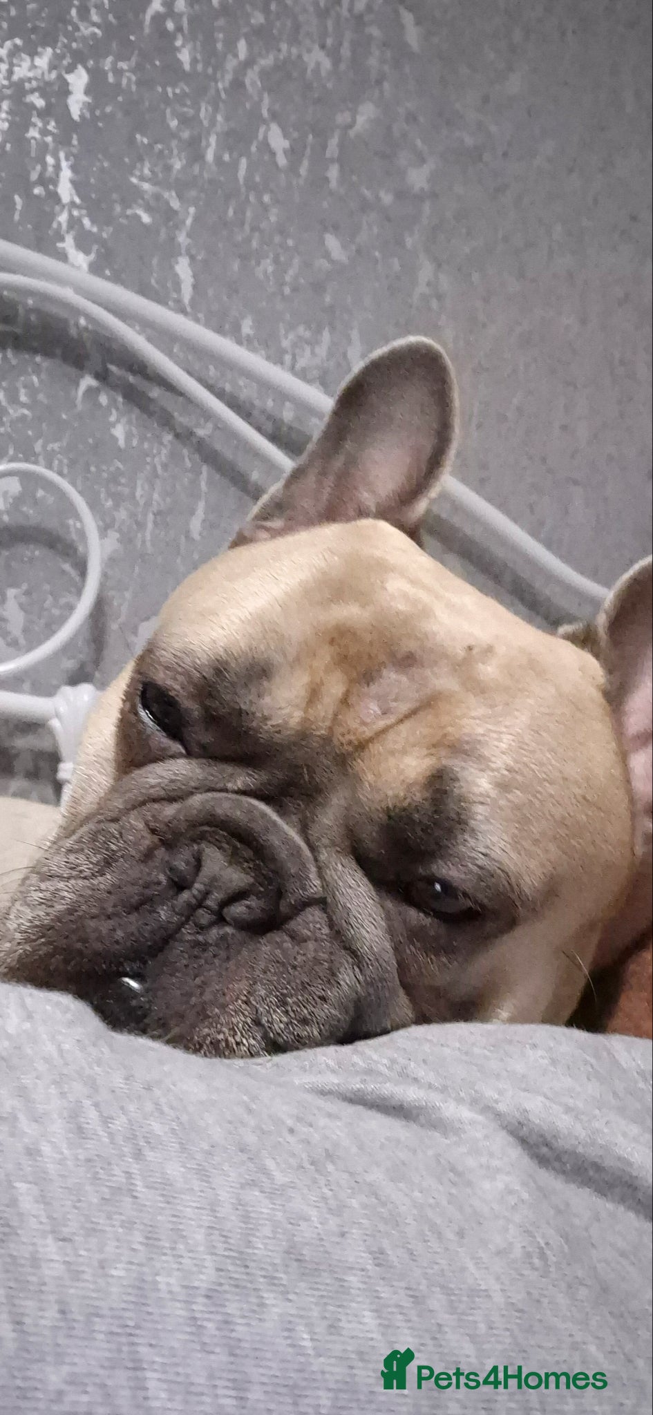 French Bulldog dogs for sale: French Bulldog in need of a new forever home... in Bexleyheath - Advert 4