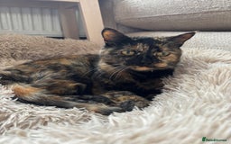 Mixed Breed cats for sale: Cats looking for new loving home  - Image 5