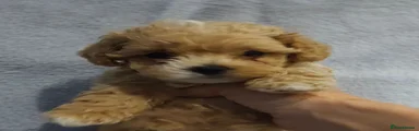 Maltipoo 1