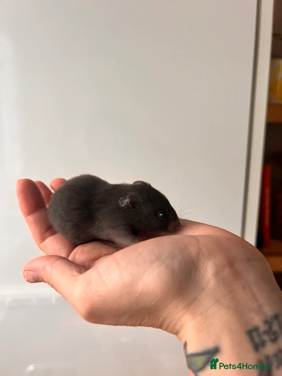 Hamster rodents for sale: Baby syrian hamsters - Advert 9