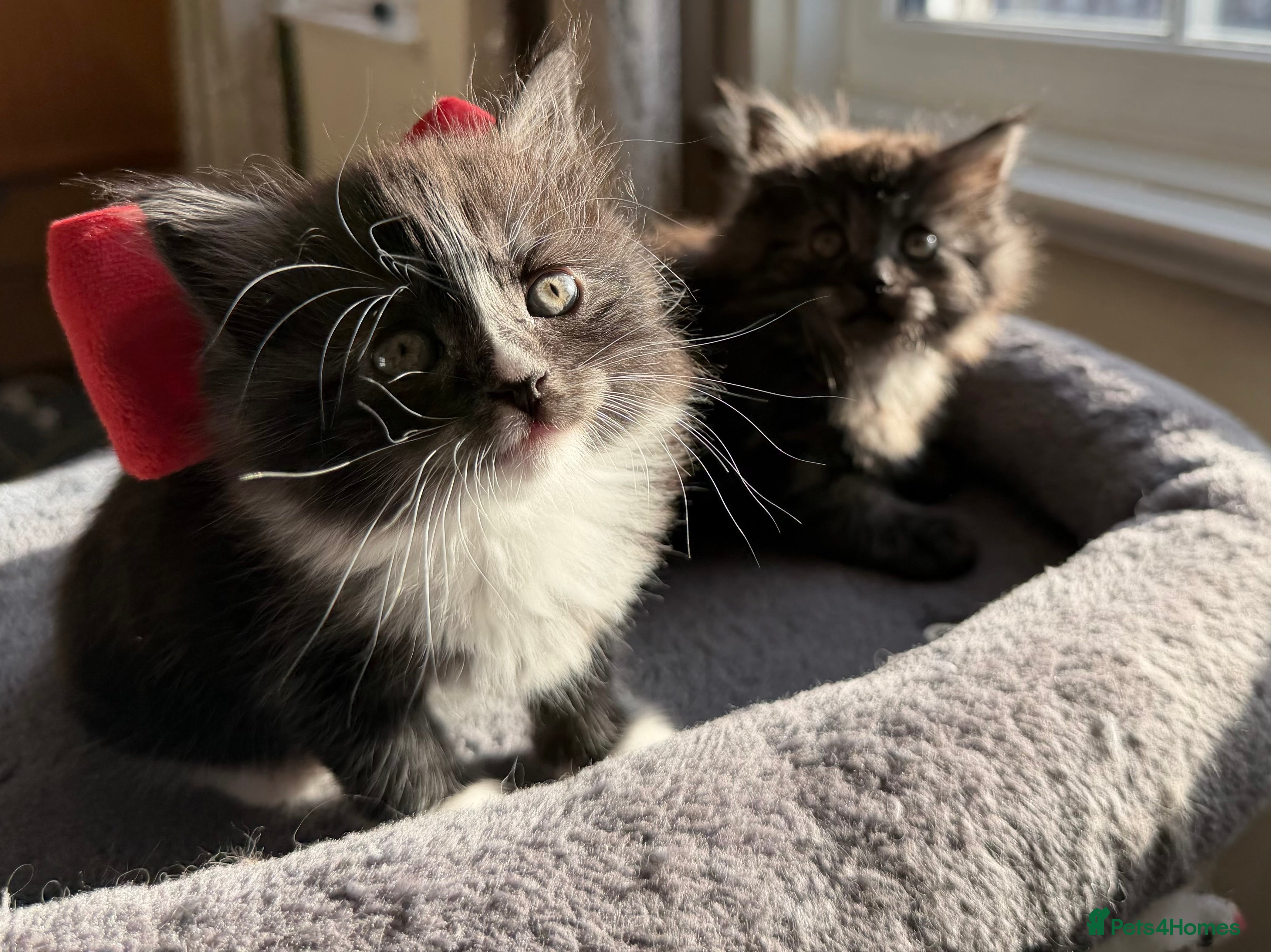 Mixed Breed cats Two Adorable  Siberian Kittens for sale.  - Advert 6