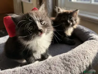 Mixed Breed cats Two Adorable Siberian Kittens for sale. - Advert 6