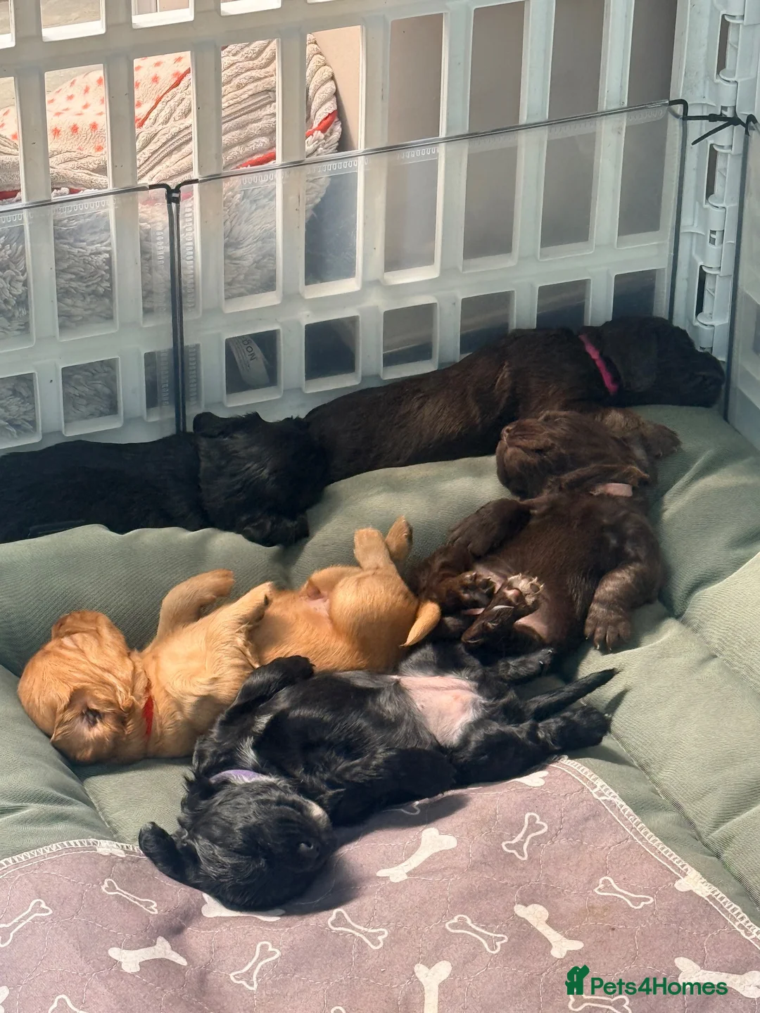 Cocker Spaniel dogs for sale: Fully health tested, KC Registered Cocker Spaniels in Chelmsford - Advert 1