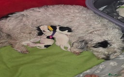 Mixed Breed dogs for sale: Schnockerpoo Puppies - Image 1