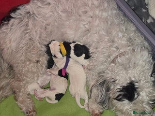 Mixed Breed dogs for sale - Advert 1