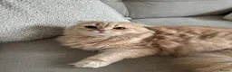 Scottish Fold cats for sale: Stunning Scottish Fold LH - Advert 2