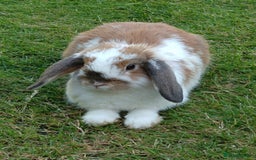 Mini Lop rabbits for sale: Two beautiful mini lop girls  - Image 3