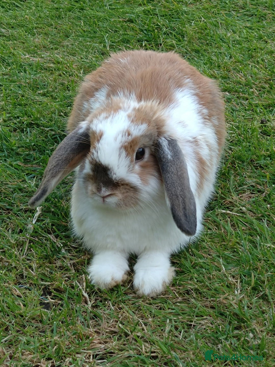 Mini Lop rabbits for sale: Two beautiful mini lop girls  - Image 3