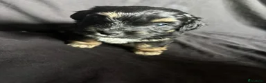 Mixed Breed 3
