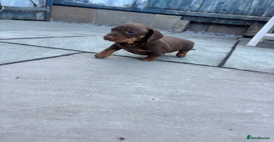Miniature Dachshund dogs - Advert 6