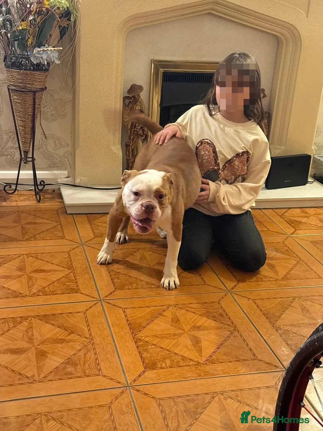 Old Tyme Bulldog dogs for sale: Beloved Old English Bulldog  - Advert 1