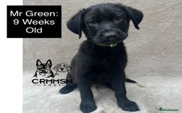 Mixed Breed dogs for sale: Uniquely Outstanding Czech GSD X Labrador Puppies  - Image 3