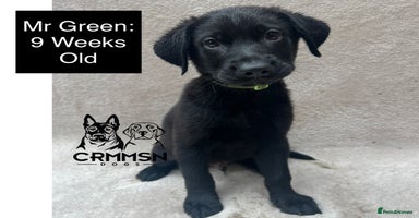 Mixed Breed dogs - Advert 12